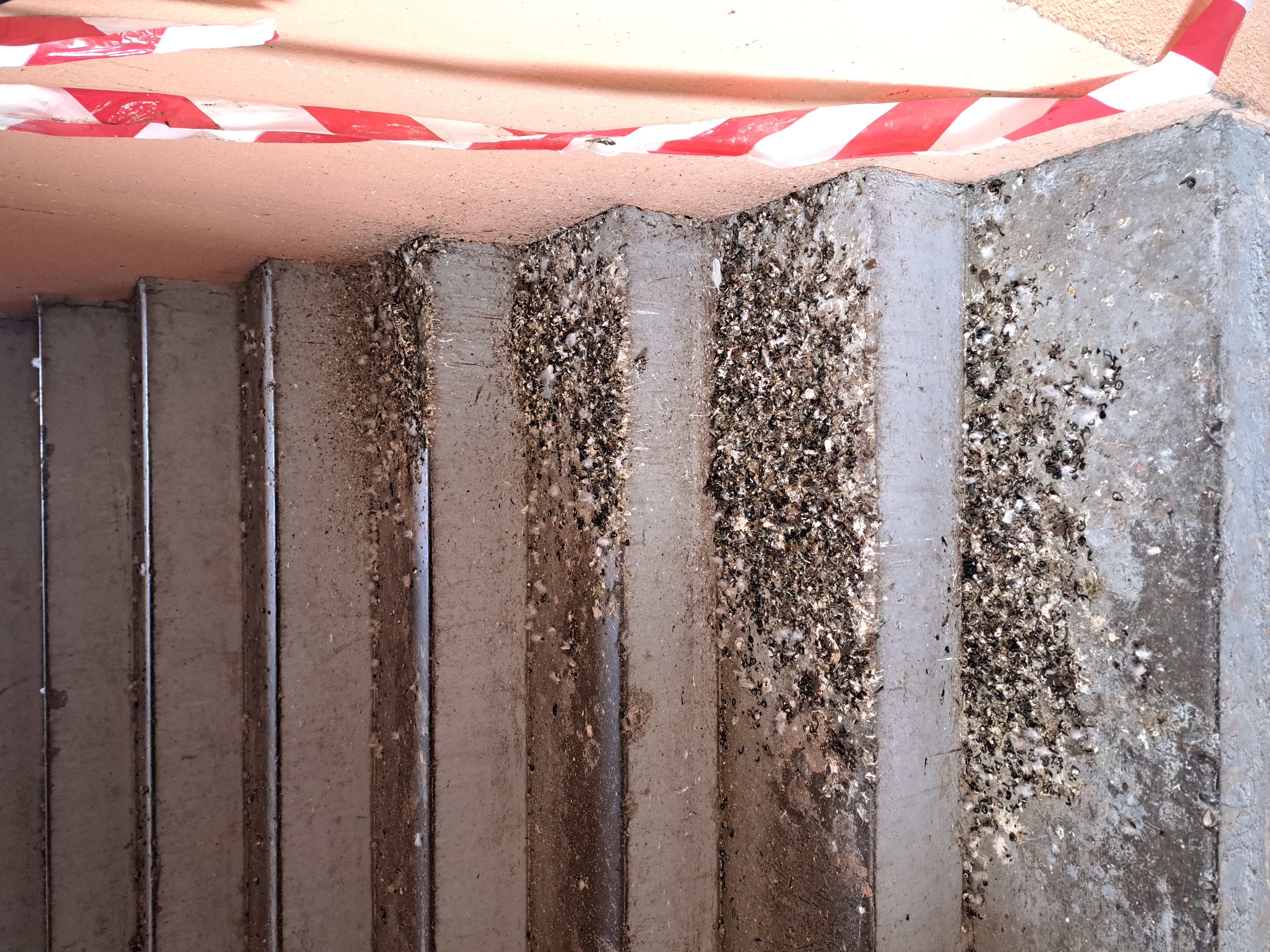 Conséquences d'une présence quotidienne de pigeons